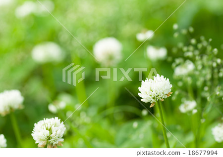 A beautiful white clover flower 18677994