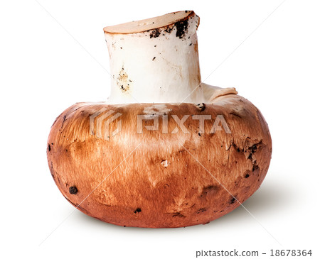 Single whole brown champignon 18678364