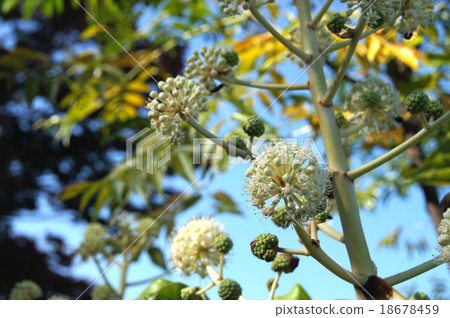 紙花 紙花 18678459