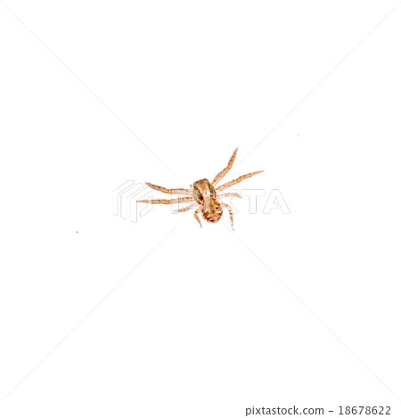 Small spider on a white background Small spider on a white background 18678622