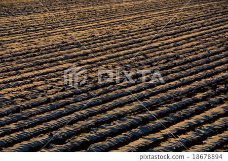 Field of early winter where snow streak remains 18678894