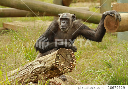 黑猩猩 黑猩猩 18679629