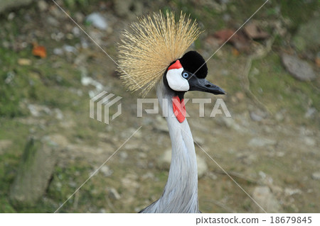White-crowned crane White-crowned crane 18679845