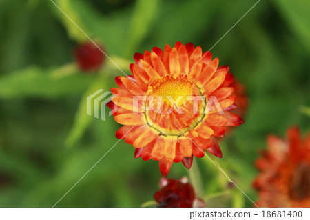 貝類製作的 18681400