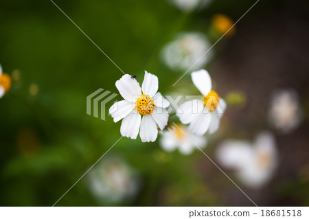Bidens Pilosa Var. Radiata in garden background. 18681518