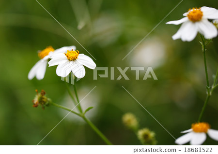 Bidens Pilosa Var. Radiata in garden background. Bidens Pilosa Var. Radiata in garden background. 18681522