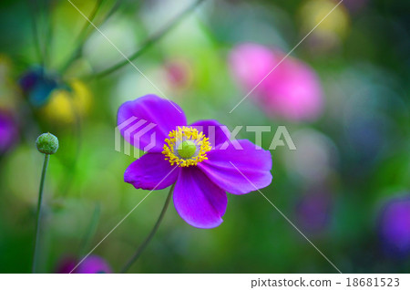 打破碗花花 打破碗花花 18681523