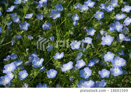 Nemophila flower garden Nemophila flower garden 18681569