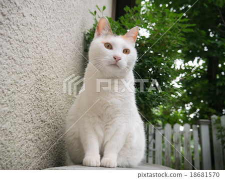 Sitting of a white cat 18681570