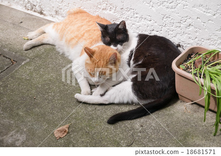 Cats who sleep with hugs 18681571