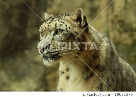 Snow leopard Snow leopard 18681576