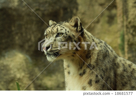 Snow leopard Snow leopard 18681577