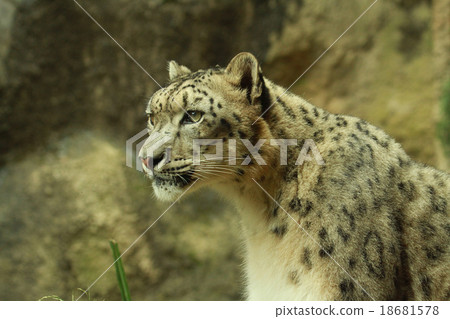 Snow leopard Snow leopard 18681578