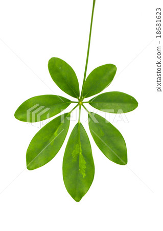 Green leave of the Schefflera arboricola. 18681623