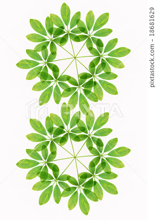 Green leave of the Schefflera arboricola. 18681629