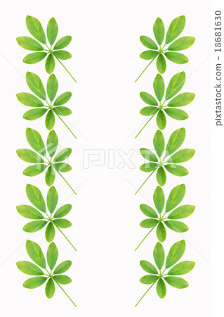 Green leave of the Schefflera arboricola. Green leave of the Schefflera arboricola. 18681630