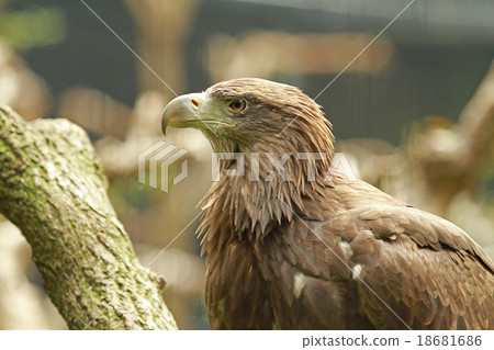 White-tailed eagle White-tailed eagle 18681686