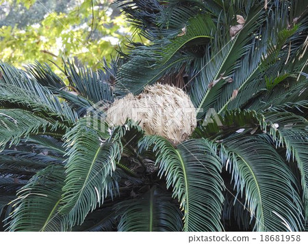 Female flower of Cycades / Hibiya Park 18681958