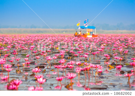 Sea of pink lotus, Nonghan, Thailand Sea of pink lotus, Nonghan, Thailand 18682002