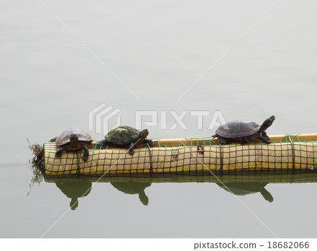 Turtle Turtle 18682066