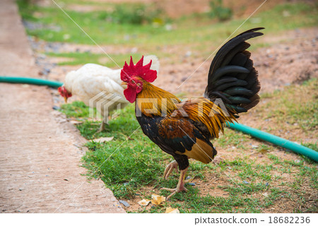 Mouthe rooster 18682236