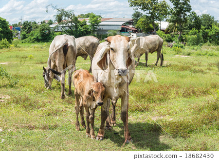 Herd of cows at summer green field in thailand Herd of cows at summer green field in thailand 18682430
