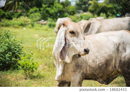 Herd of cows at summer green field in thailand 18682431