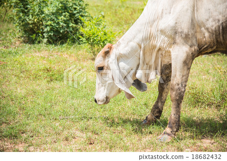 Herd of cows at summer green field in thailand 18682432