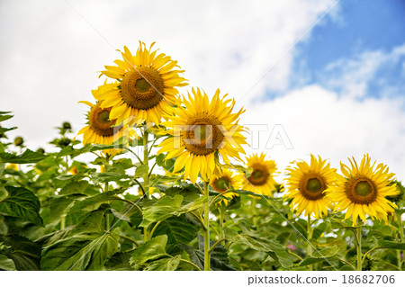 Sunflower on a farmer field 18682706