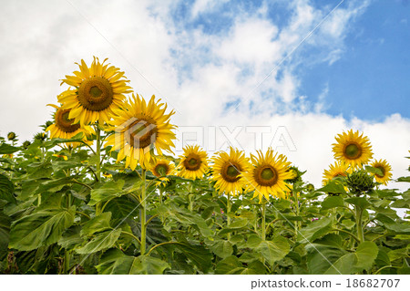 Sunflower on a farmer field 18682707