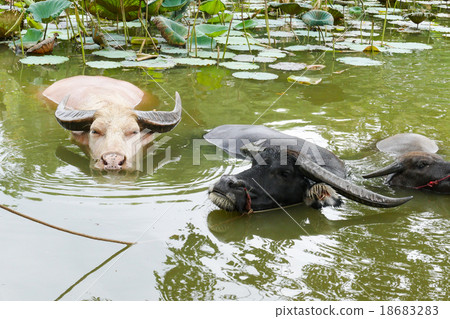 buffalo in the water lily pond buffalo in the water lily pond 18683283