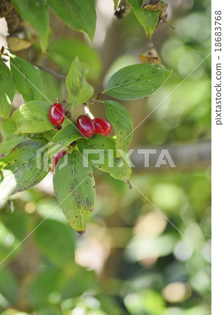 Sanshui Sanshui 18683768