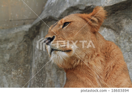 lion lion 18683894