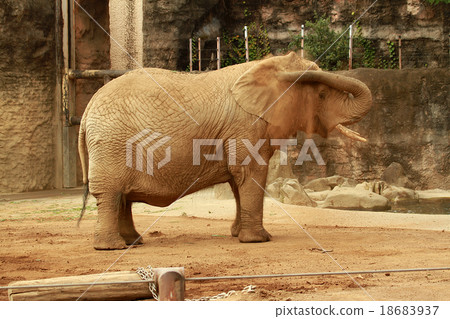 African elephant's sand bathing African elephant's sand bathing 18683937