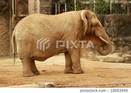 African elephant's sand bathing 18683940