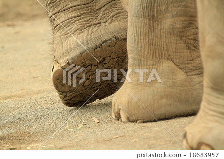 Asian elephant's foot soles 18683957