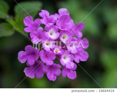 Red purplish leaflet Lantana Red purplish leaflet Lantana 18684419