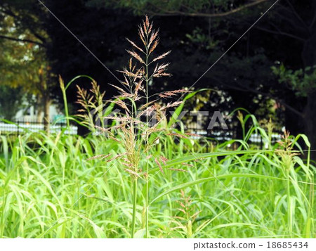 Seiban Sorghum /昭和紀念公園 Seiban Sorghum /昭和紀念公園 18685434