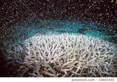 Spawning spawning coral 18685488