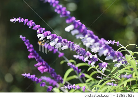 Amethyst sage and bee Amethyst sage and bee 18685622