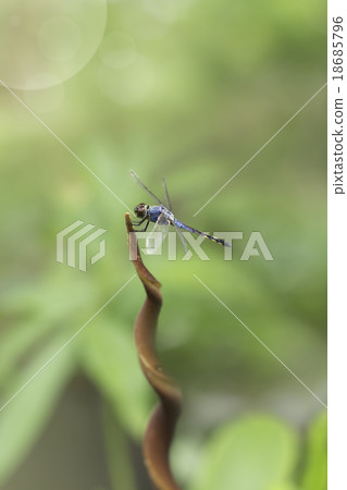 blue dragonfly blue dragonfly 18685796