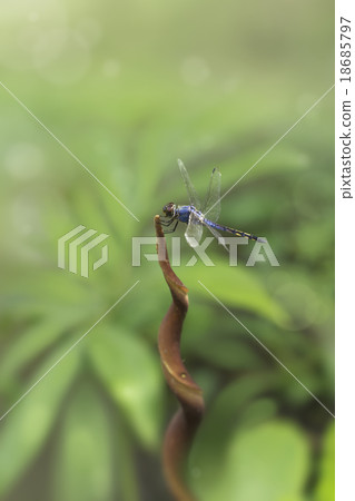 blue dragonfly blue dragonfly 18685797
