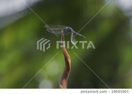 blue dragonfly blue dragonfly 18685801