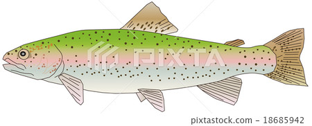 Rainbow trout 18685942
