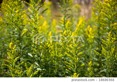 黃花 黃花 18686368