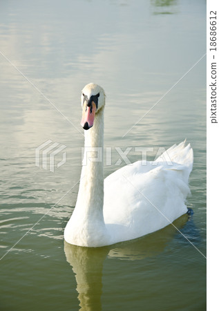 White Swan 18686612