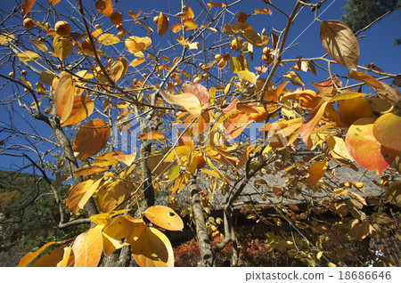 柿子景觀 柿子景觀 18686646