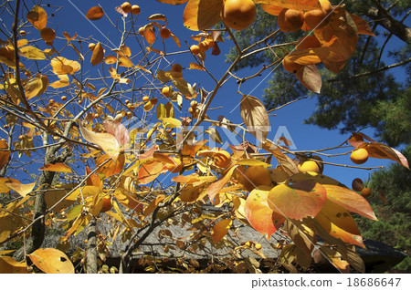 Persimmon landscape Persimmon landscape 18686647