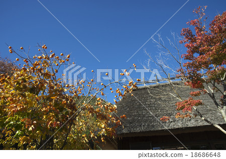 Persimmon landscape Persimmon landscape 18686648