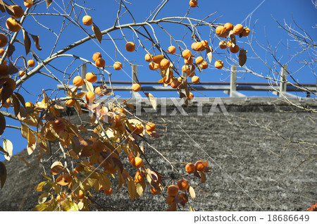 Persimmon landscape Persimmon landscape 18686649